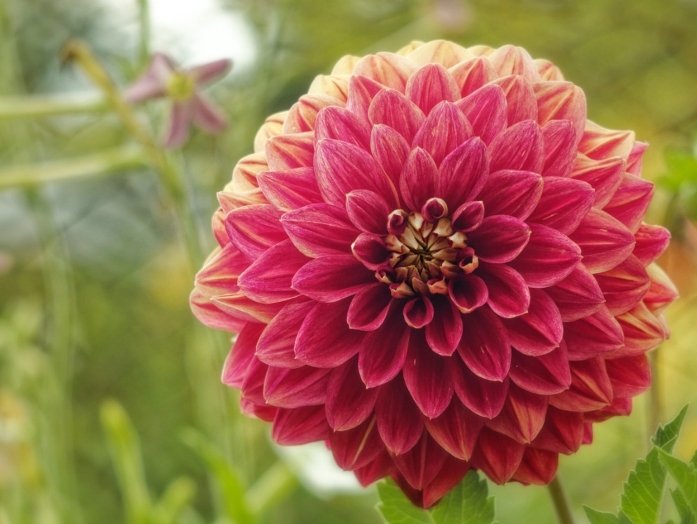 Photo de fleur rose