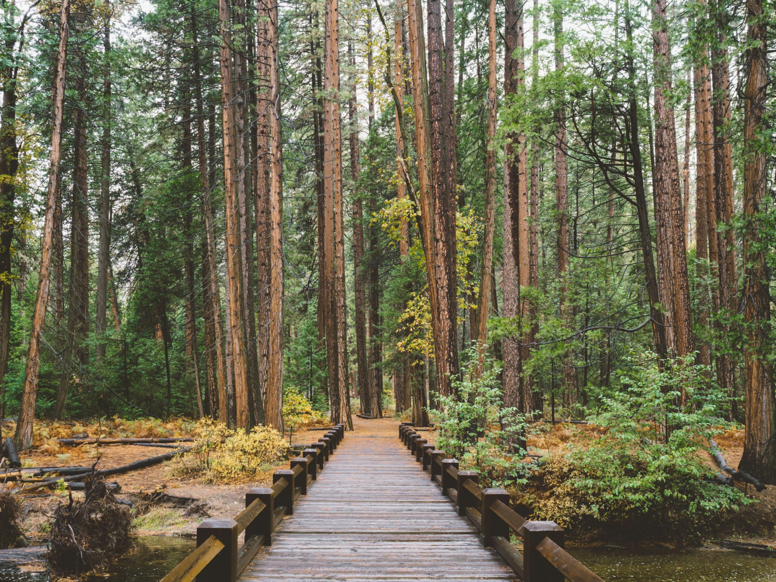 pont de bois en foret