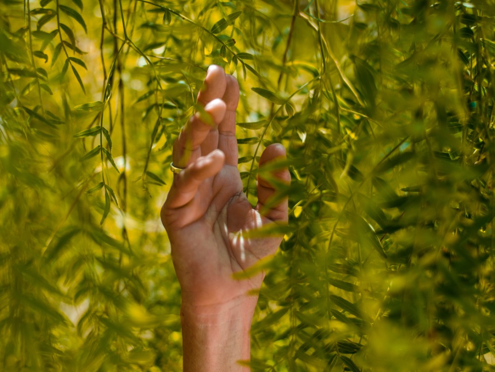 main levée dans les plantes