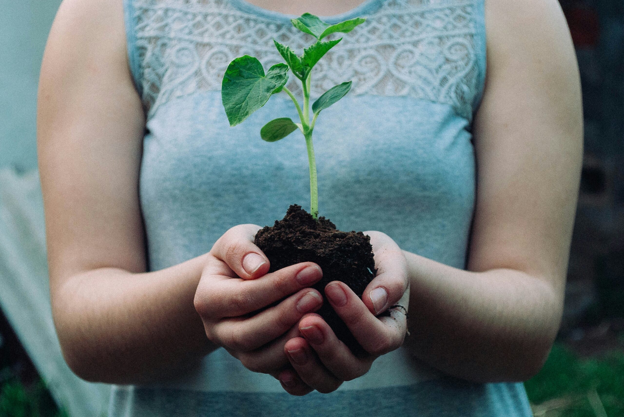Plante dans les mains en coupe